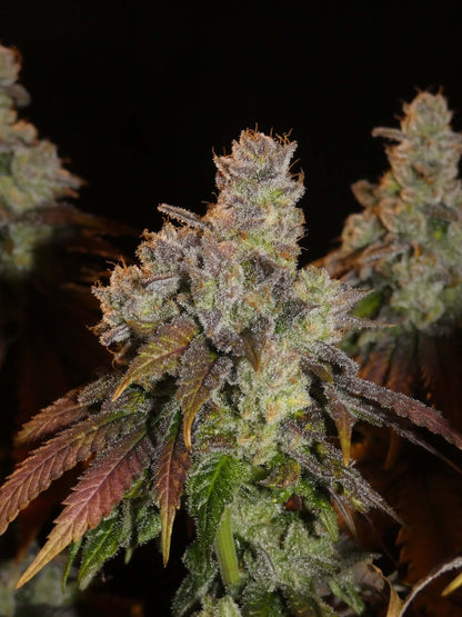 Afghan Lemon Feminisiert Bud