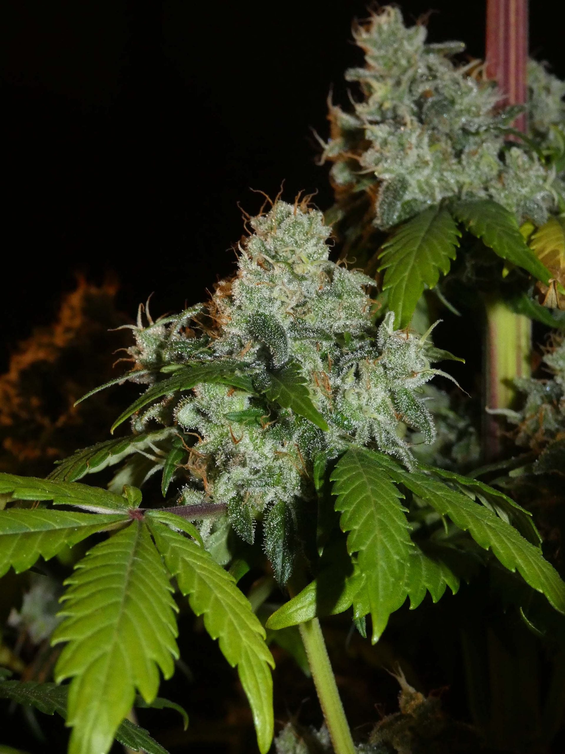 Afghan Lemon Feminisiert skaliert
