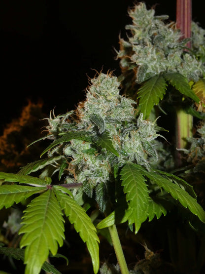 Afghan Lemon Feminisiert skaliert