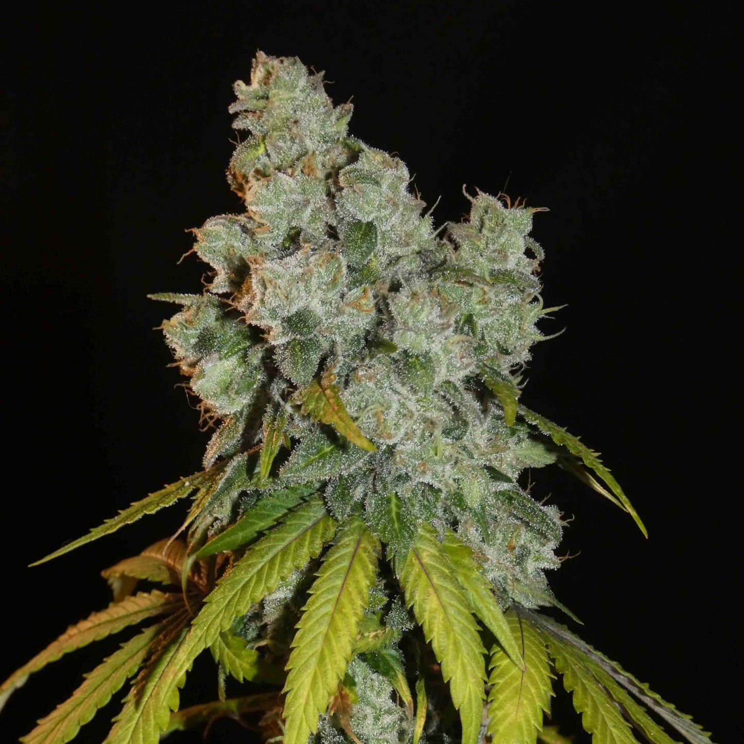 Afghan Lemon Feminisiert