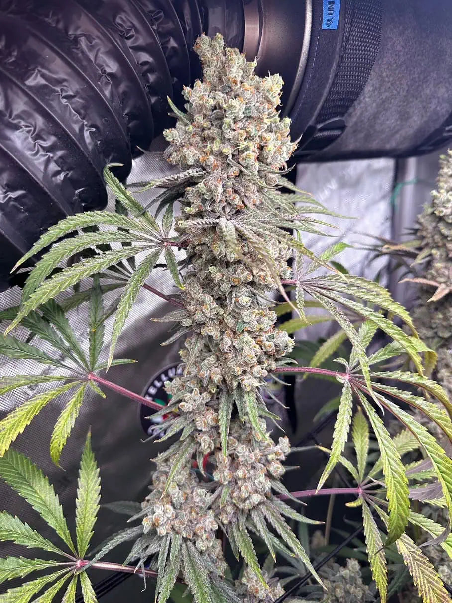 aladdin kush main bud indoor
