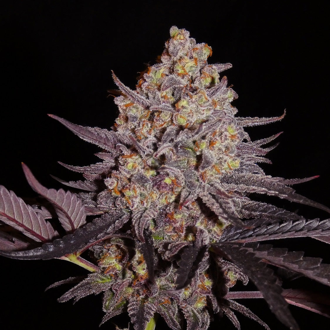 Aladdin Kush Front Bild