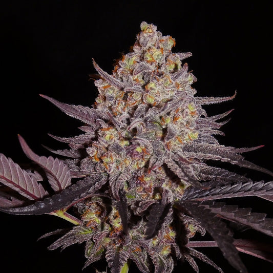 Aladdin Kush Front Bild