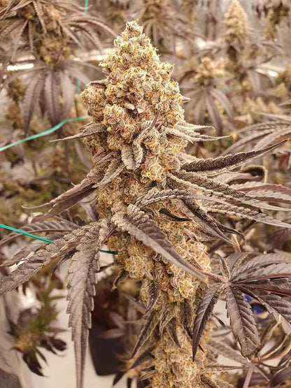 aladdin kush headbud 2