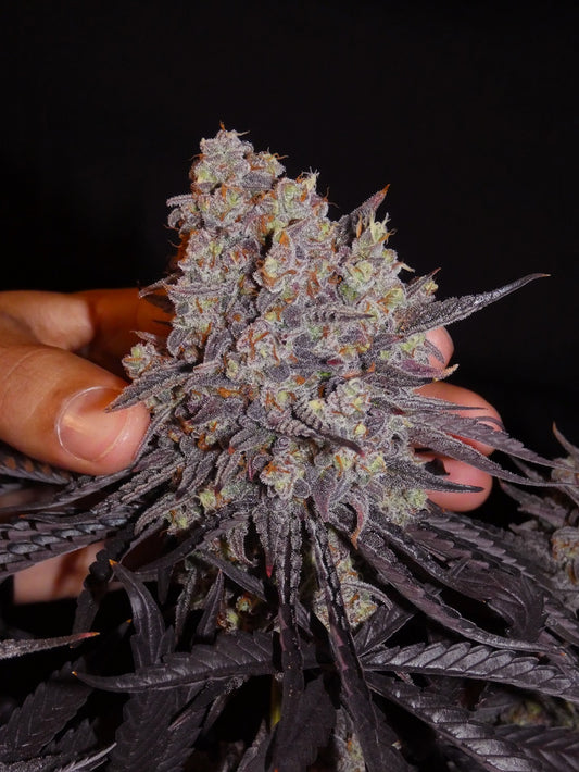Aladdin Kush Headbud khalifa genetics