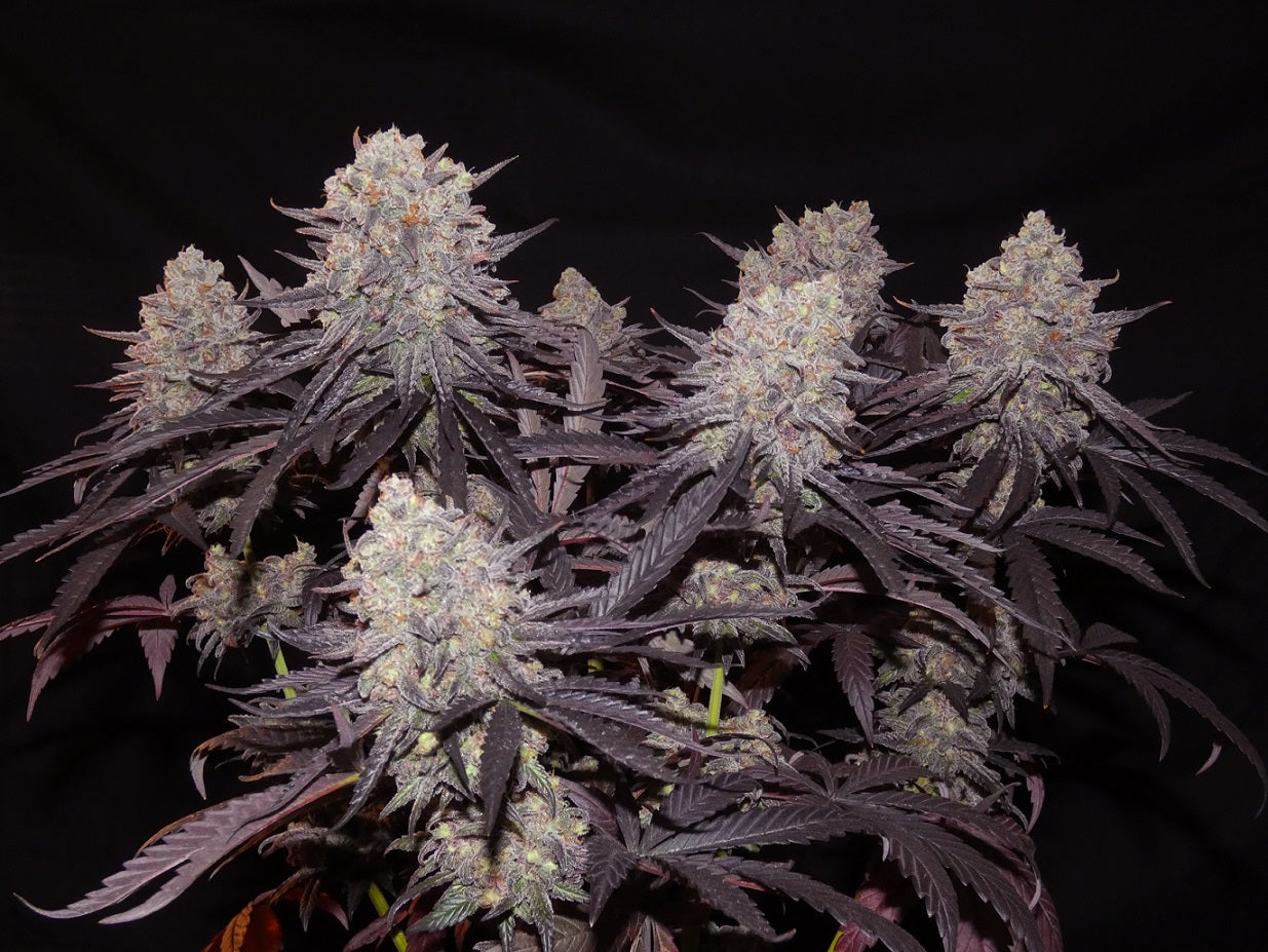 aladdin kush ganze pflanze