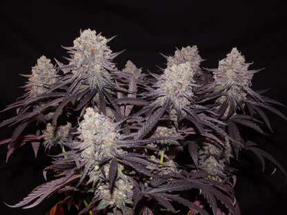 aladdin kush ganze pflanze
