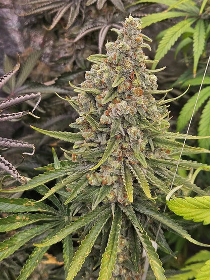 Aladdins Skunk Indoor von Khalifa Genetics