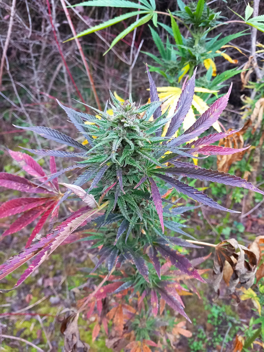 Aladdins Skunk Outdoor von Khalifa Genetics