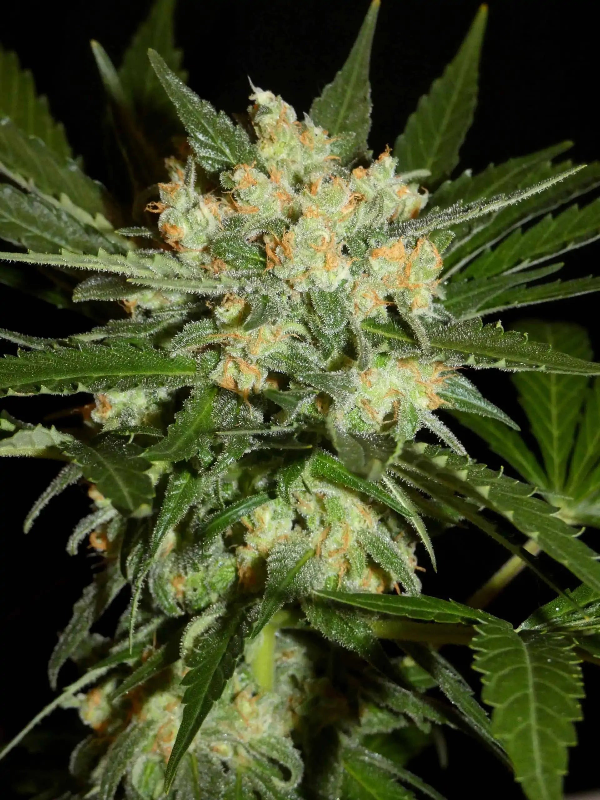 Aladdins Skunk Bud von Khalifa Genetics