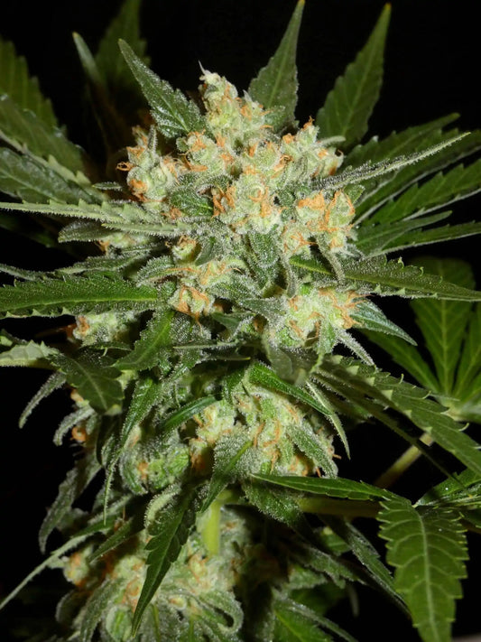 Aladdins Skunk Bud von Khalifa Genetics