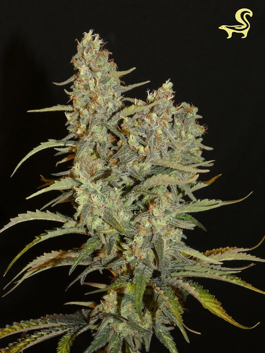 Aladdins Skunk Front Bild von Khalifa Genetics