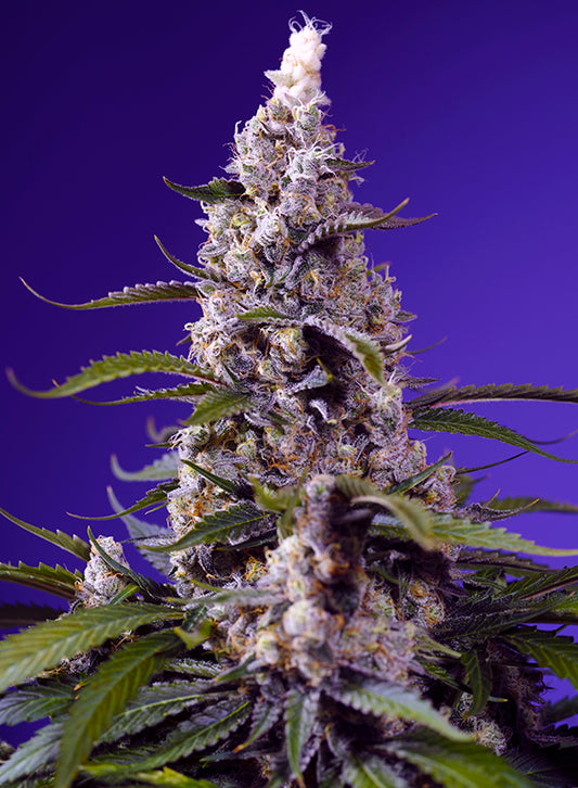 Banana Cream Cake XL Auto®