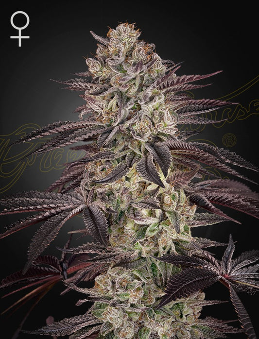 Biscotti Auto Headbud