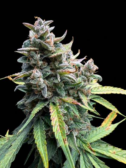 BenzTown SourDiesel Headbud von HighRoots Seeds