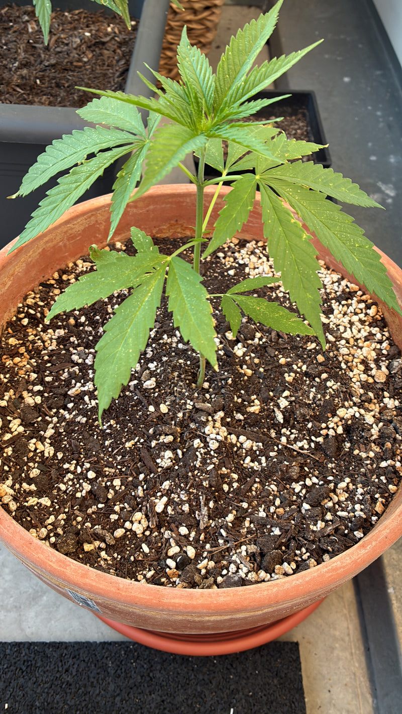 Marokko Beldia KIF Outdoor Grow