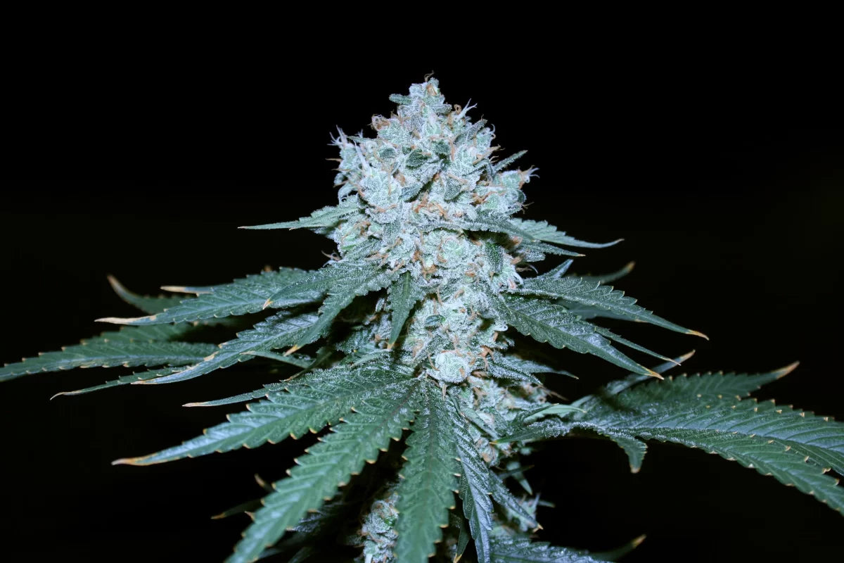 Cheddarhead final bud von true canna genetics