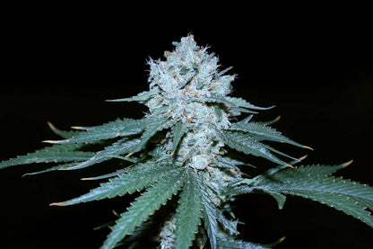 Cheddarhead final bud von true canna genetics