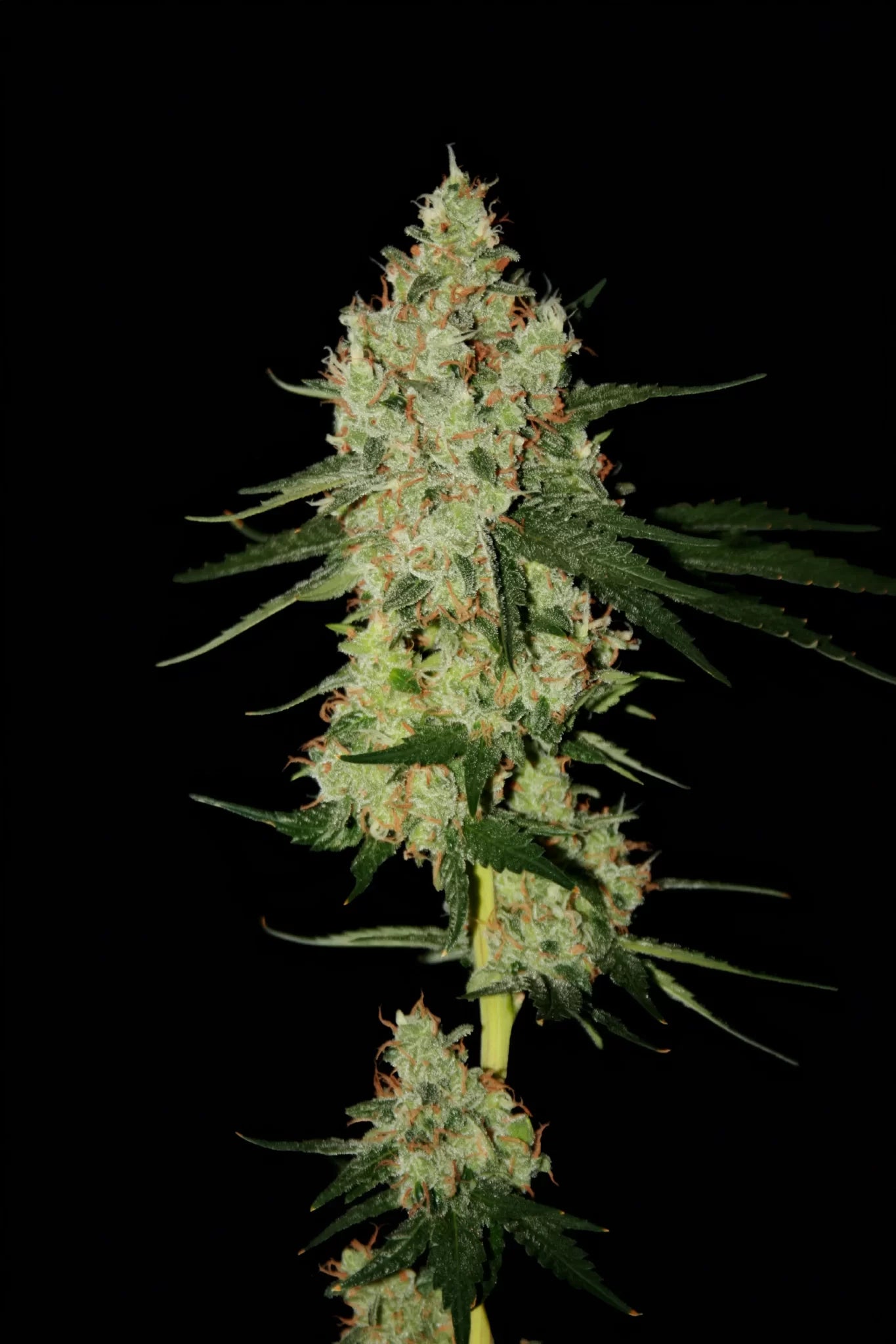 Cheddarhead von true canna genetics