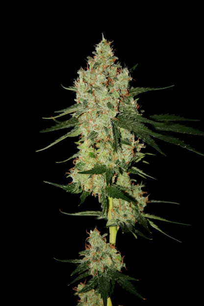 Cheddarhead von true canna genetics