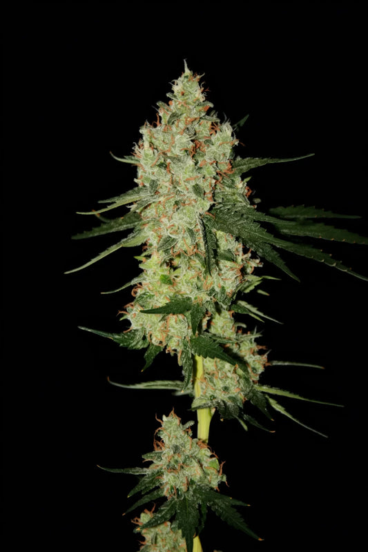 Cheddarhead von true canna genetics