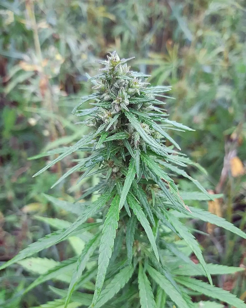 Sibirische Ruderalis Landrasse von Khalifa Genetics
