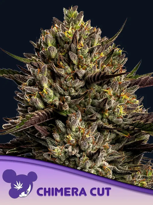 Chimera Cut von Anesia Seeds