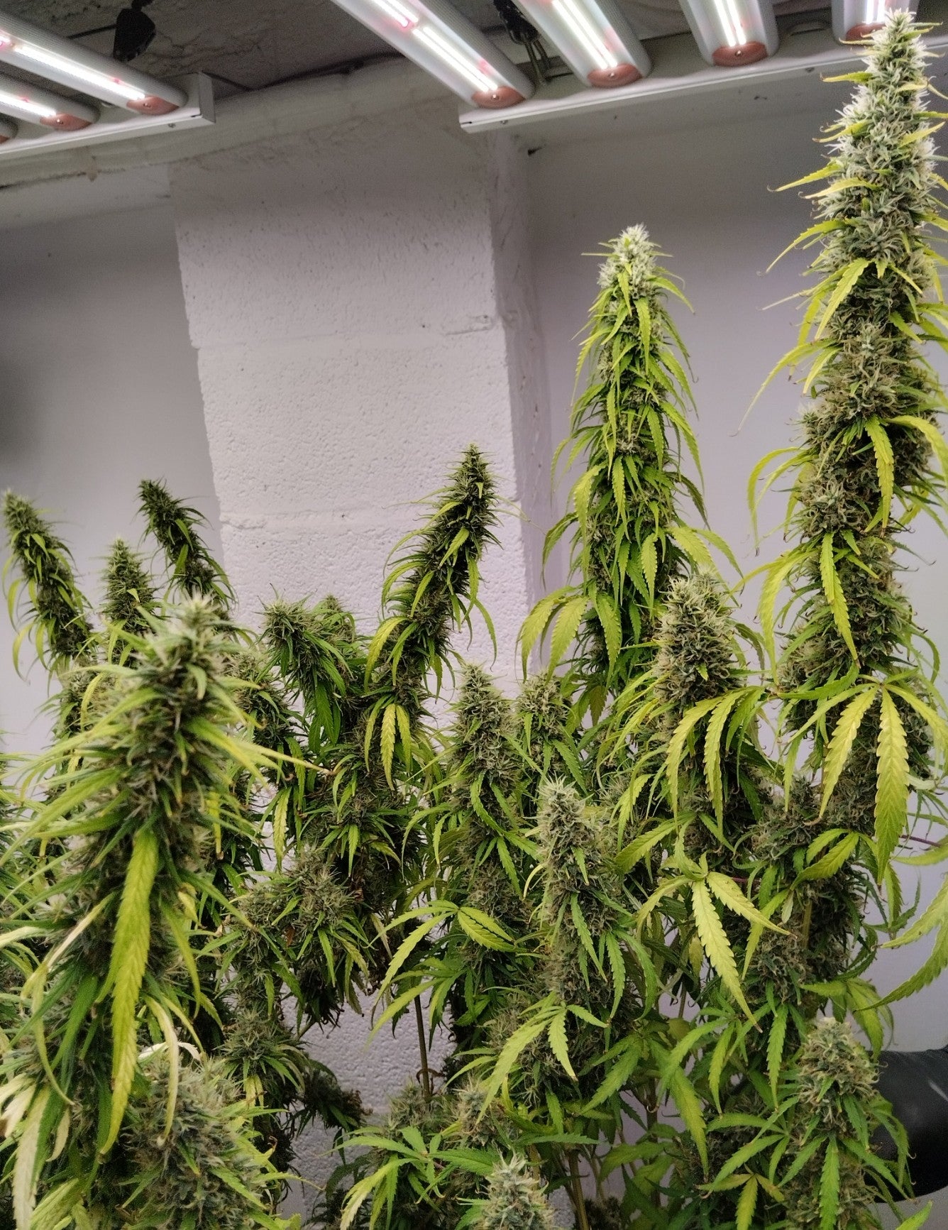 Colossus Indoor Grow ACE Seeds