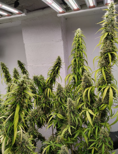 Colossus Indoor Grow ACE Seeds