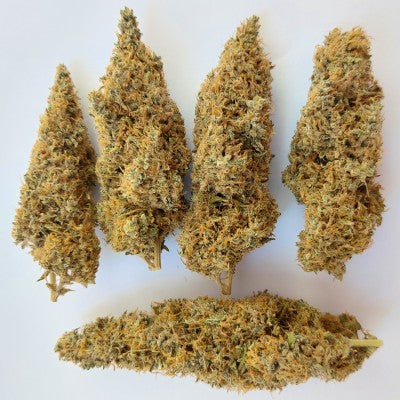 Colossus Blüten Nahaufnahme