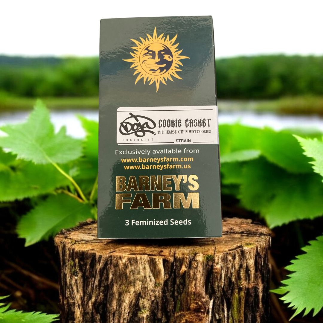 Cookie Casket von Barneys Farm x Doja Seed Pack auf einem Baumstamm