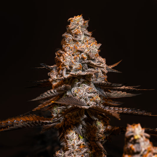 Cookies_and_Cream_seeds_Bud