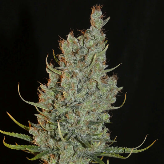 Desert Skunk von Khalifa Genetics