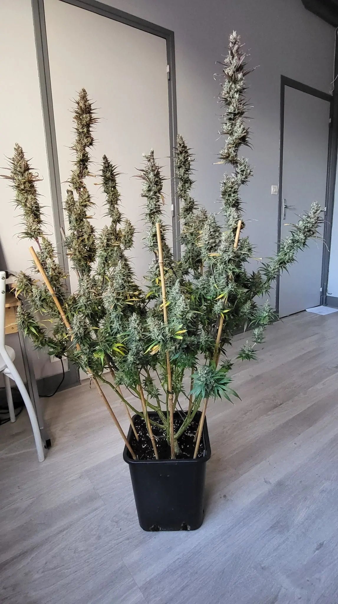Desert Skunk Whole Plant von Khalifa Genetics
