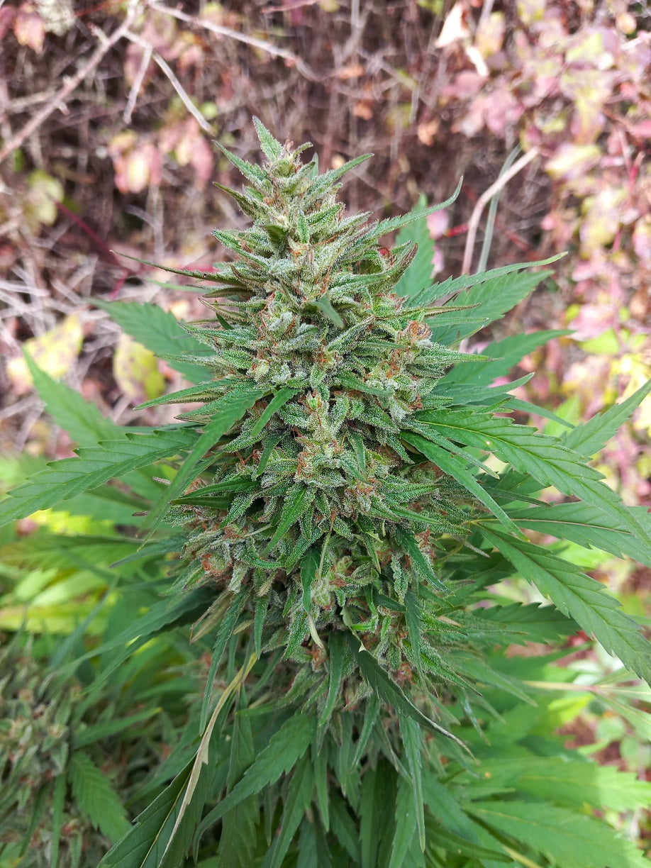 Desert Skunk Outdoor grown von Khalifa Genetics