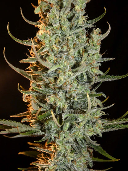 Desert Skunk Head Bud von Khalifa Genetics