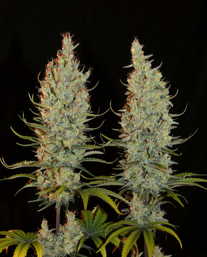 Desert Skunk Headbuds von Khalifa Genetics