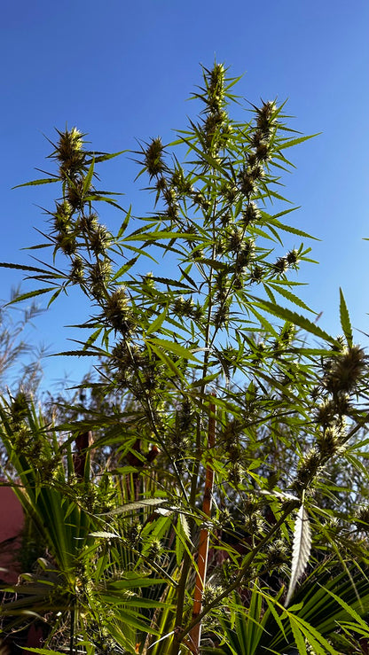 80 Durban Poison Regulär Outdoor Grow