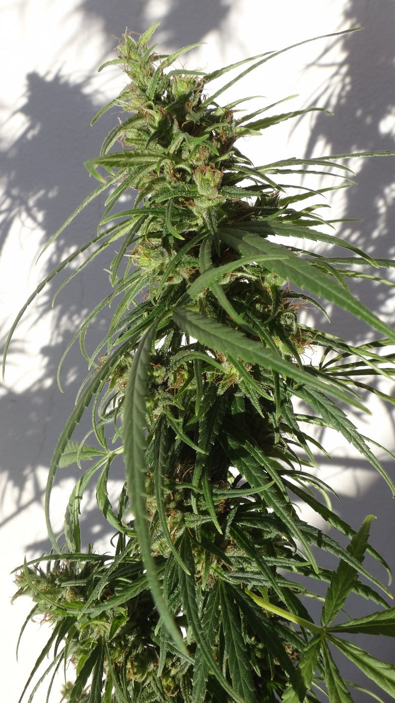 Äthiopische Landrasse Outdoor ACE Seeds