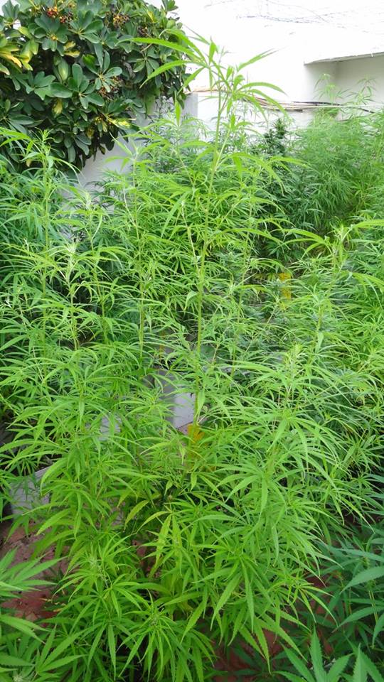 Äthiopische Landrasse Outdoor Garten ACE Seeds