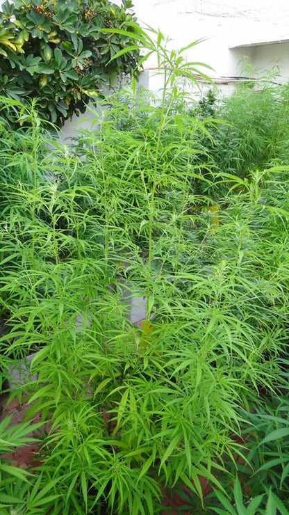 Äthiopische Landrasse Outdoor Garten ACE Seeds