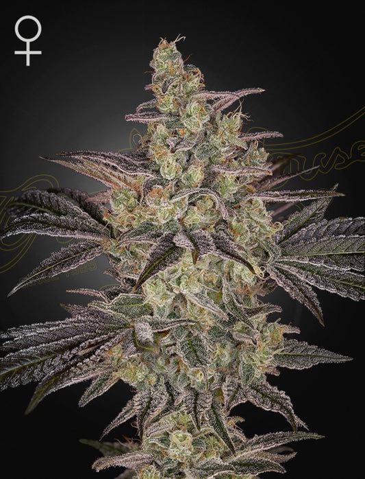 Frosted Guava Autoflower von Green House Seeds