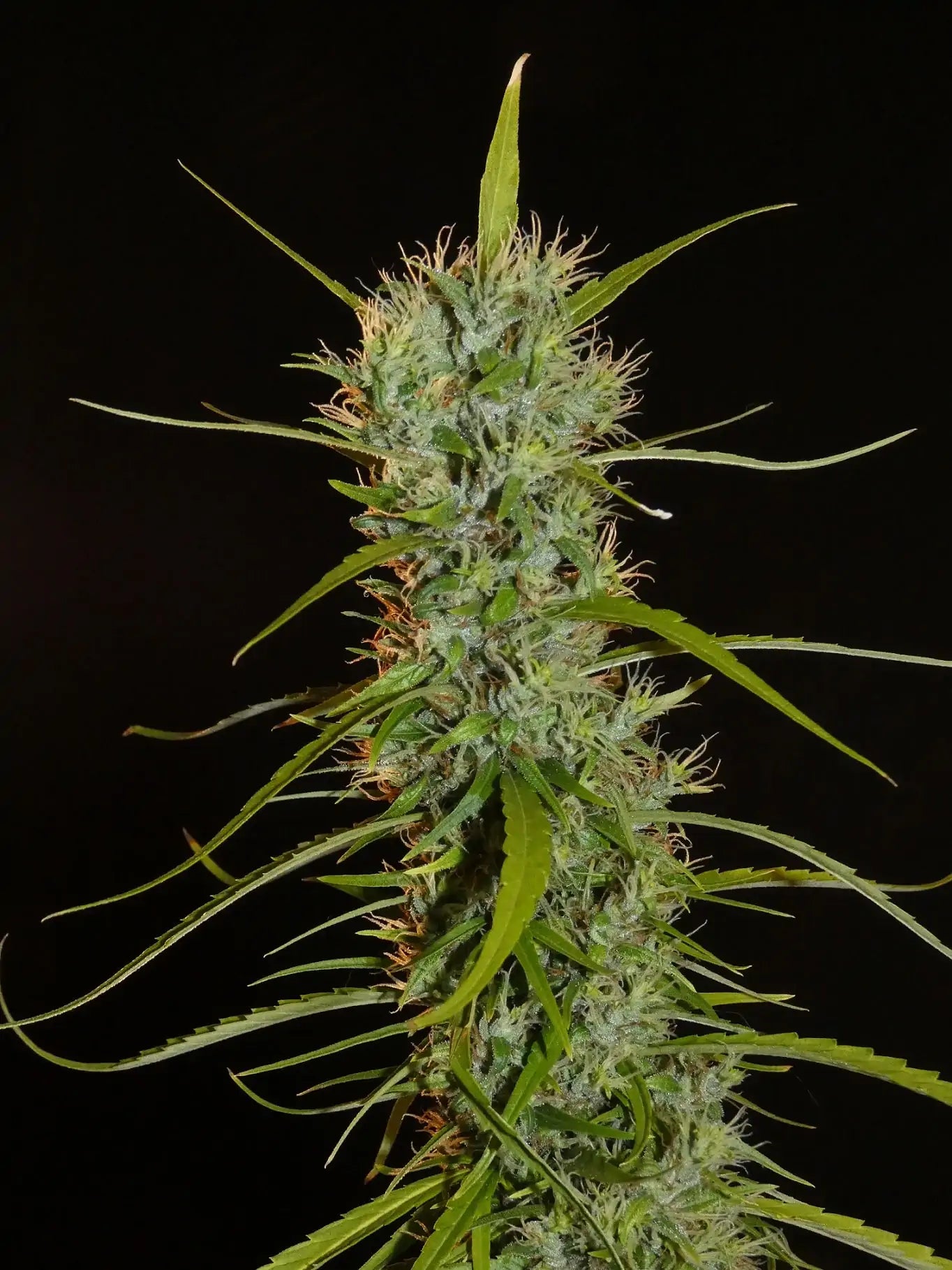 Filipino Kibugan Headbud Landrasse