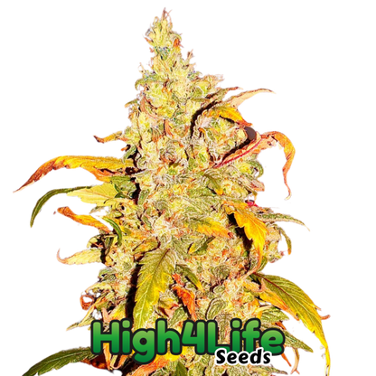Frost Citrus Runtz Headbud