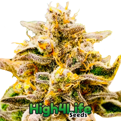 Frost Citrus Runtz Headbud 2