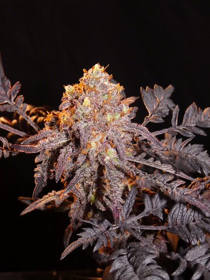 Frosty Purple Freak Mutant Head Bud Indoor