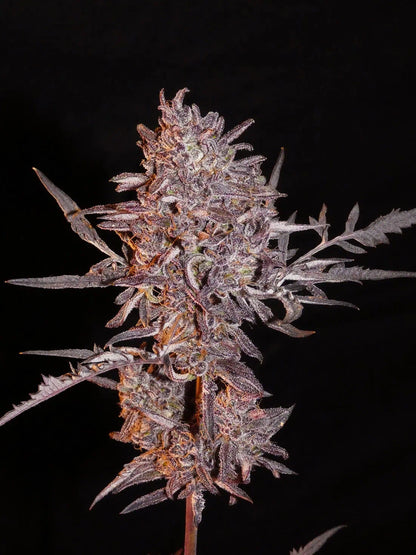 Frostys Auto Freak Bud von Khalifa Genetics
