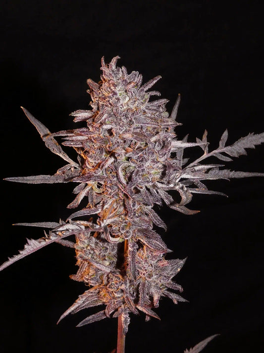 Frostys Auto Freak Bud von Khalifa Genetics