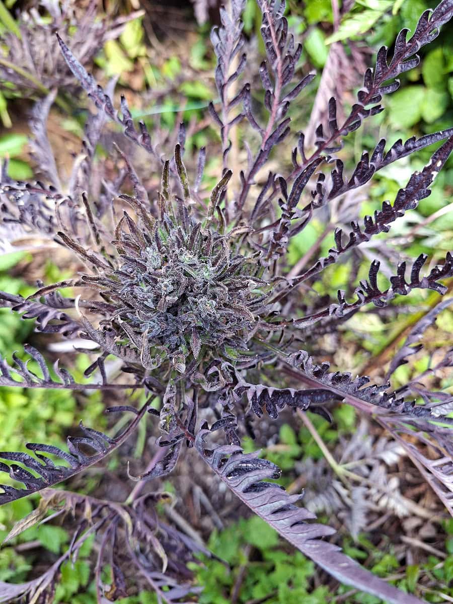 Frostys Auto Freak Outdoor Ende von Khalifa Genetics