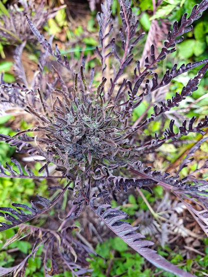 Frostys Auto Freak Outdoor Ende von Khalifa Genetics